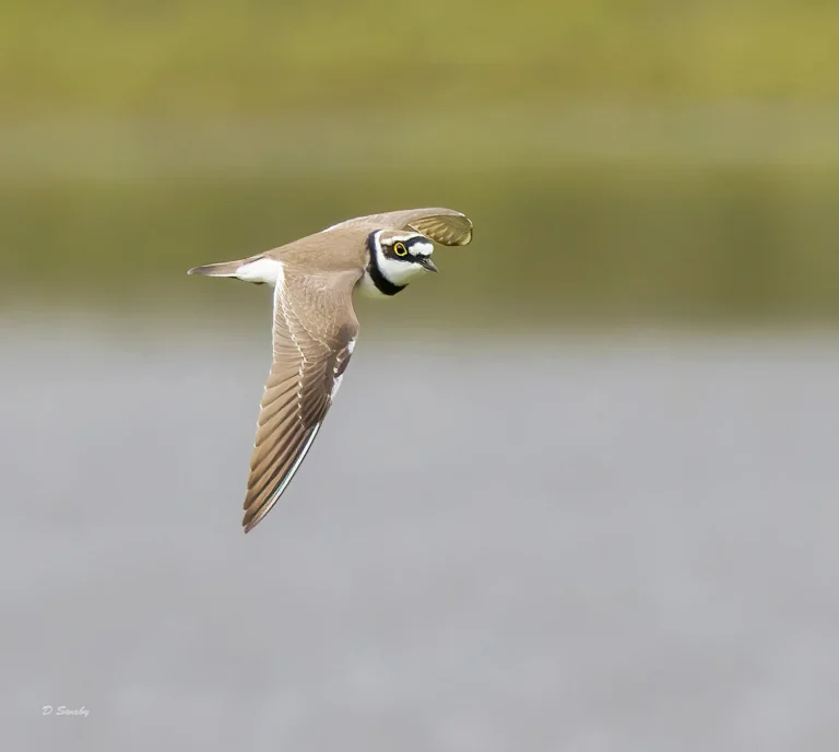 Little Ringed Plover