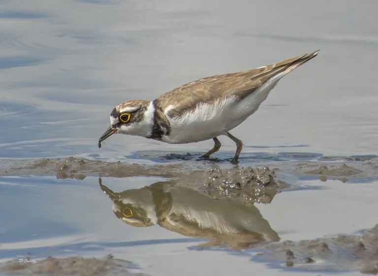 Little Ringed Plover
