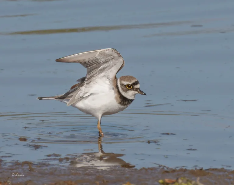 Little Ringed Plover
