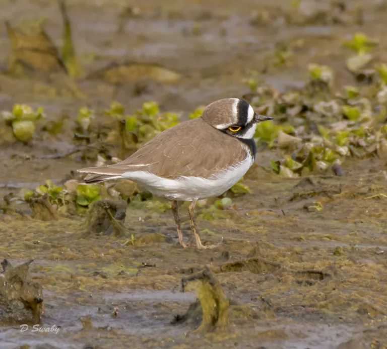 Little Ringed Plover