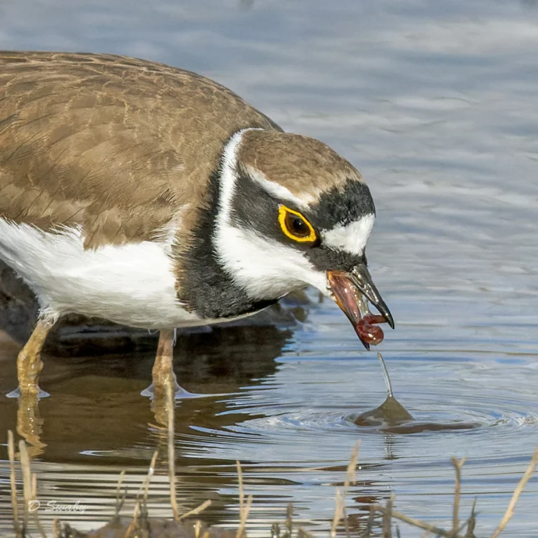 Little Ringed Plover
