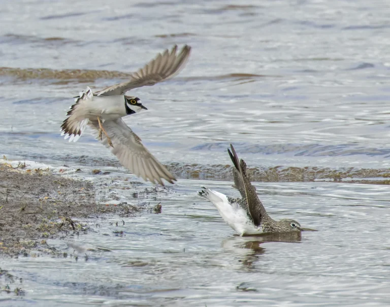 Little Ringed Plover attacking a Green Sandpiper