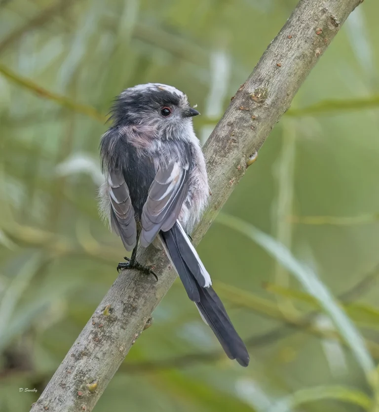 Lomg Tailed Tit