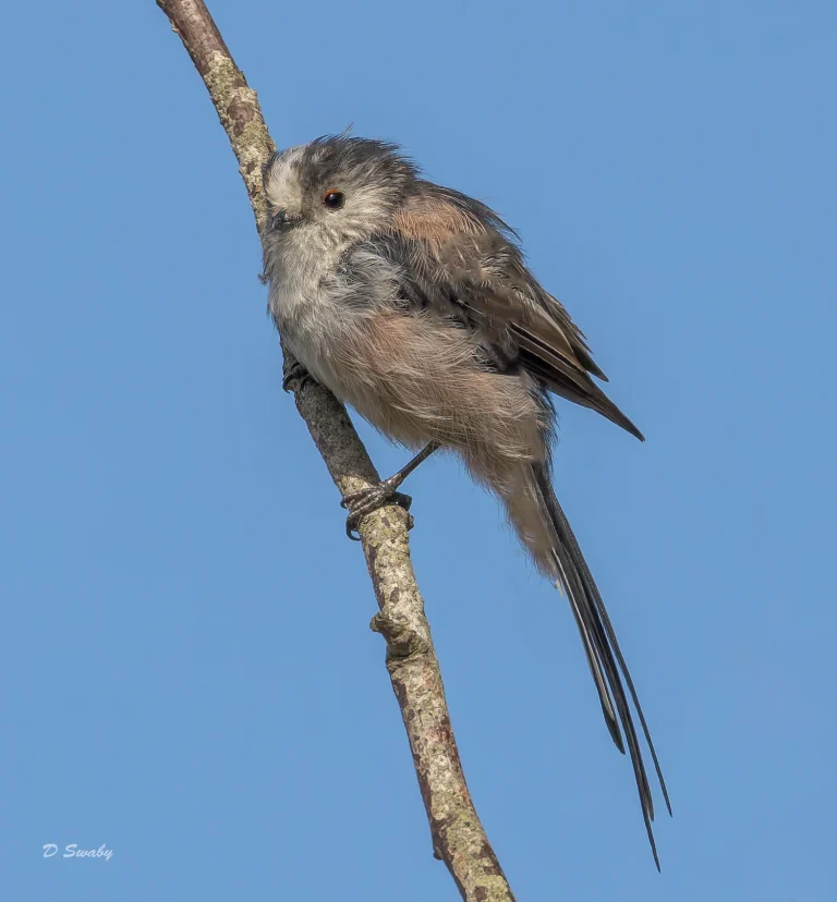 Long Tailed Tit