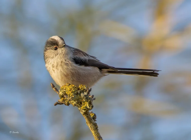 Long Tailed Tit