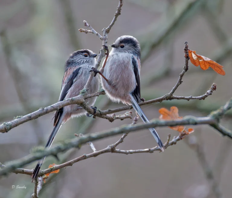 Long Tailed Tit