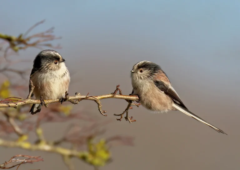 Long Tailed Tits