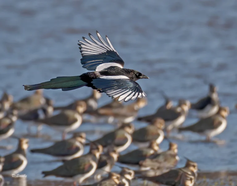 Magpie