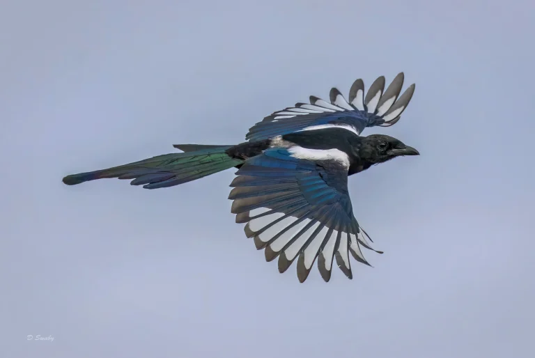 Magpie