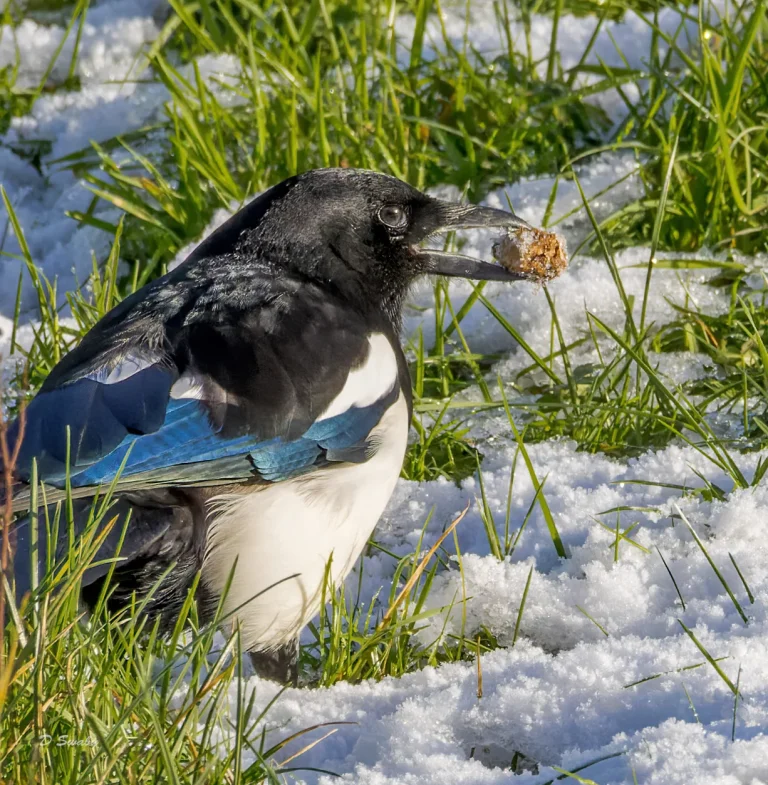 Magpie
