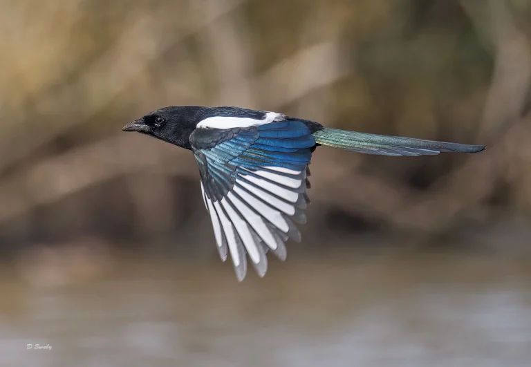 Magpie