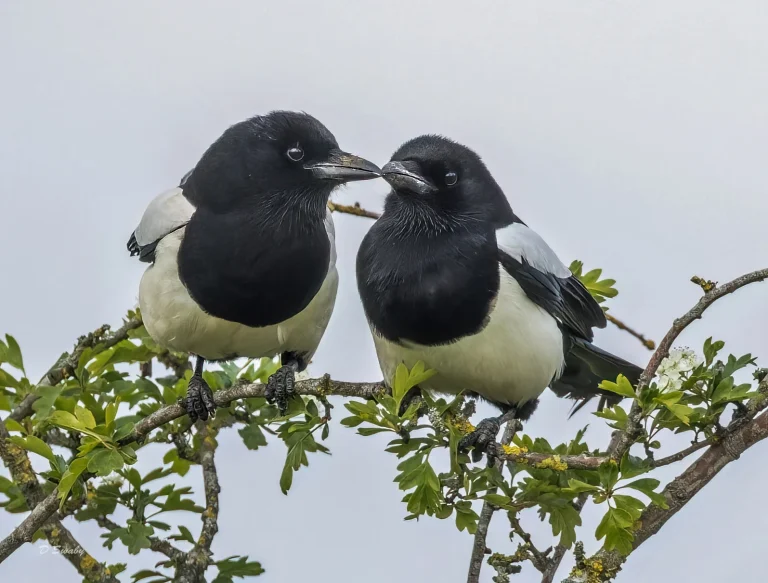 Magpies
