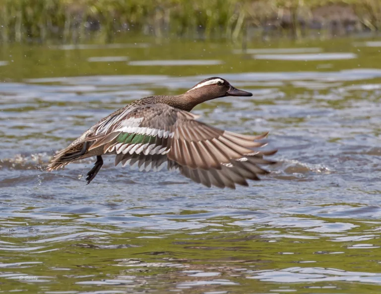 Male Garganey