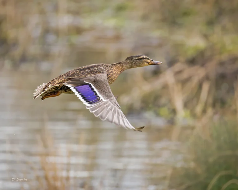 Mallard
