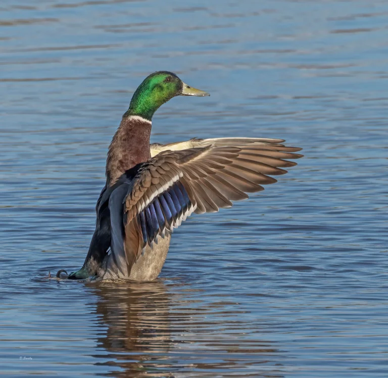Mallard