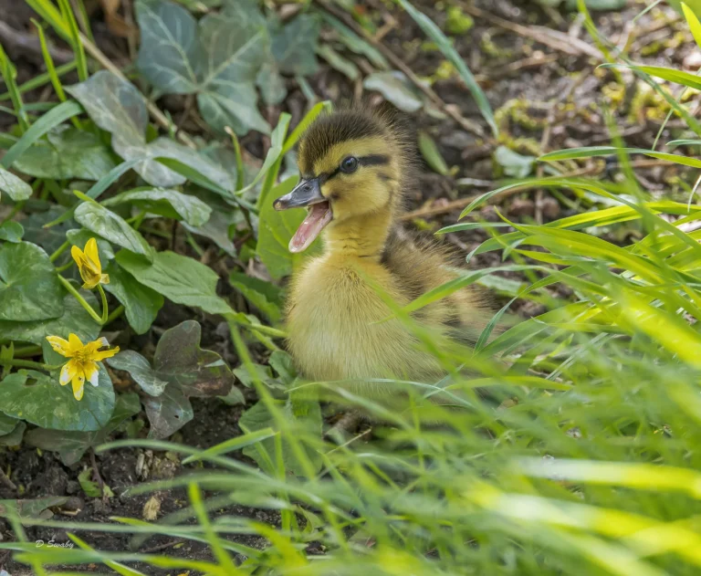 Mallard chick