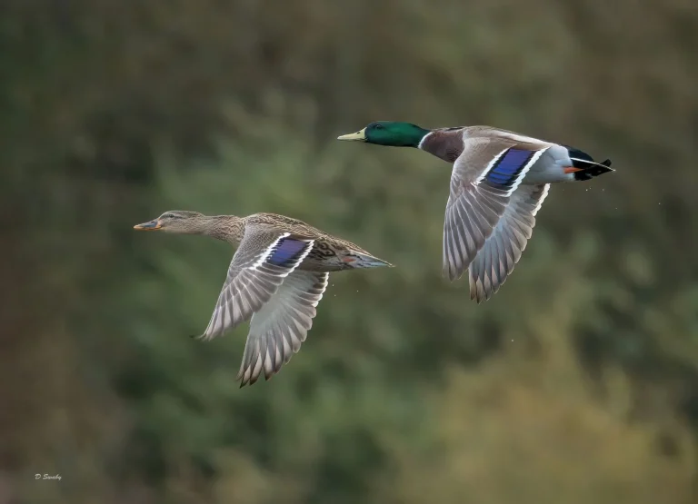 Mallards