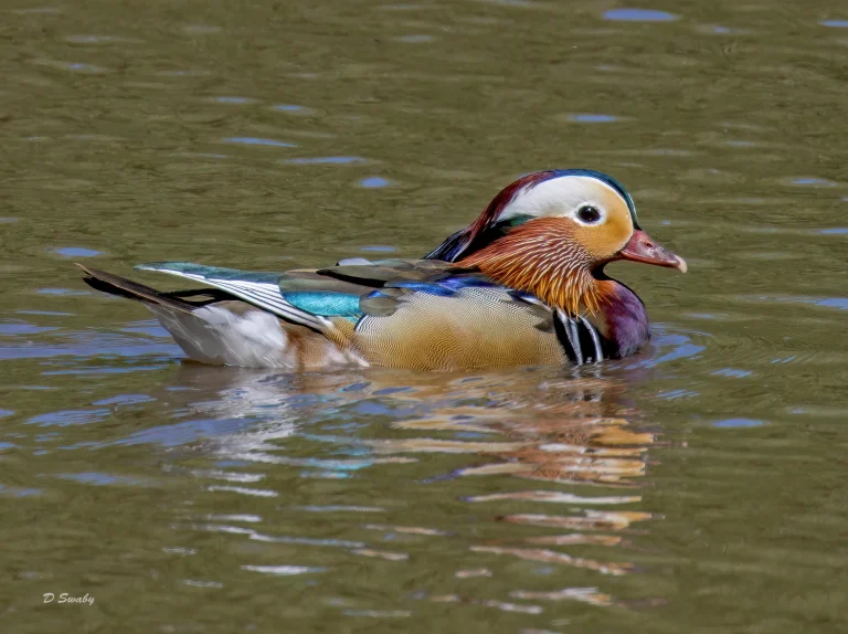 Mandarin