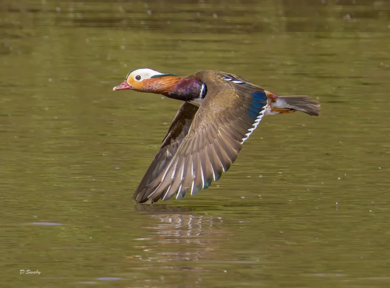 Mandarin
