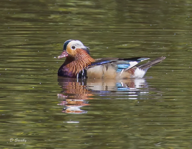 Mandarin