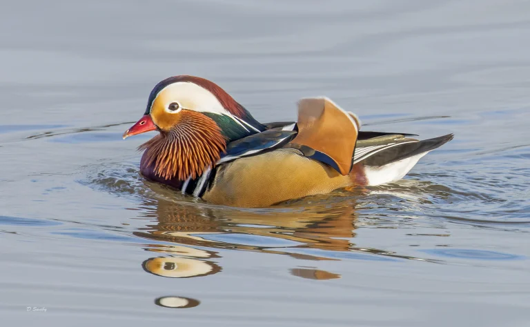 Mandarin
