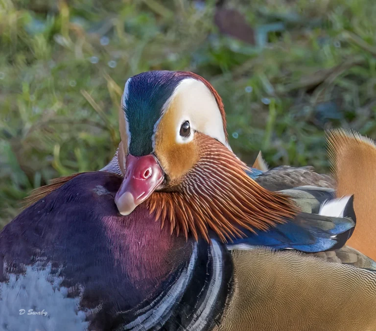 Mandarin