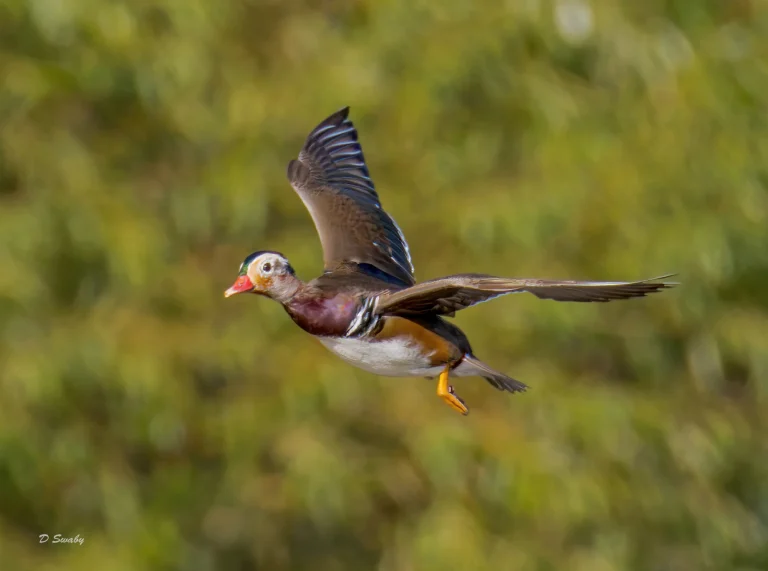 Mandarin