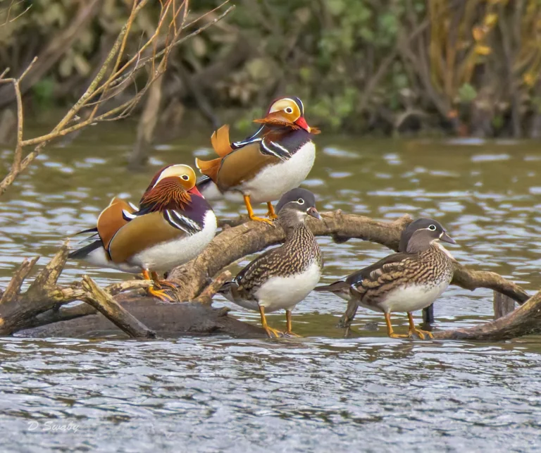 Mandarins