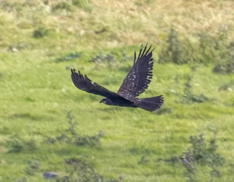 Marsh Harrier