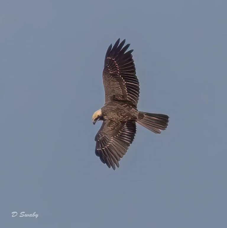 Marsh Harrier