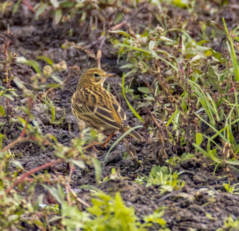 Meadow Pipit