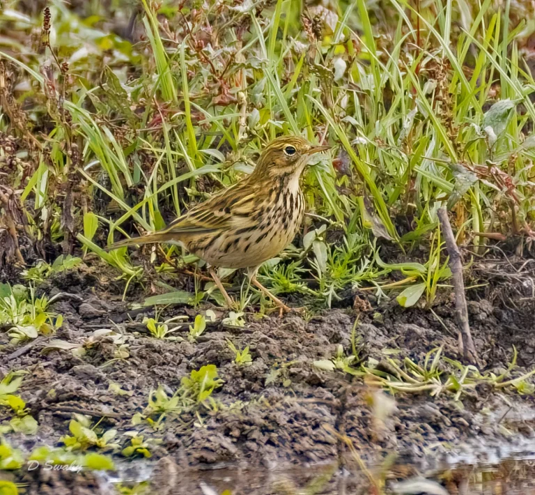 Meadow Pipit
