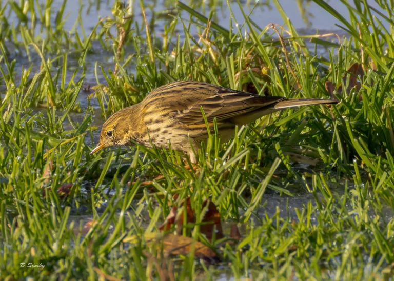 Meadow Pipit