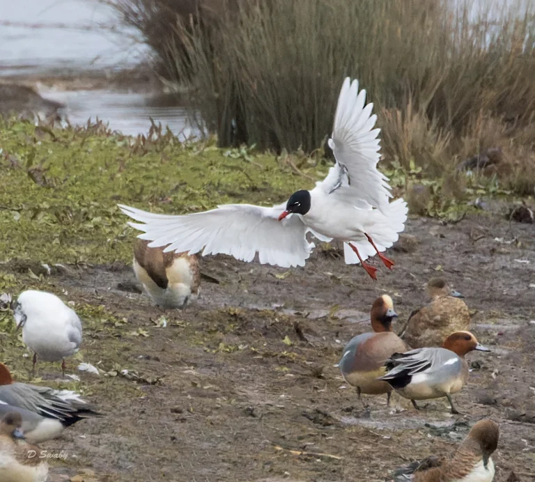 Mediteranian Gull