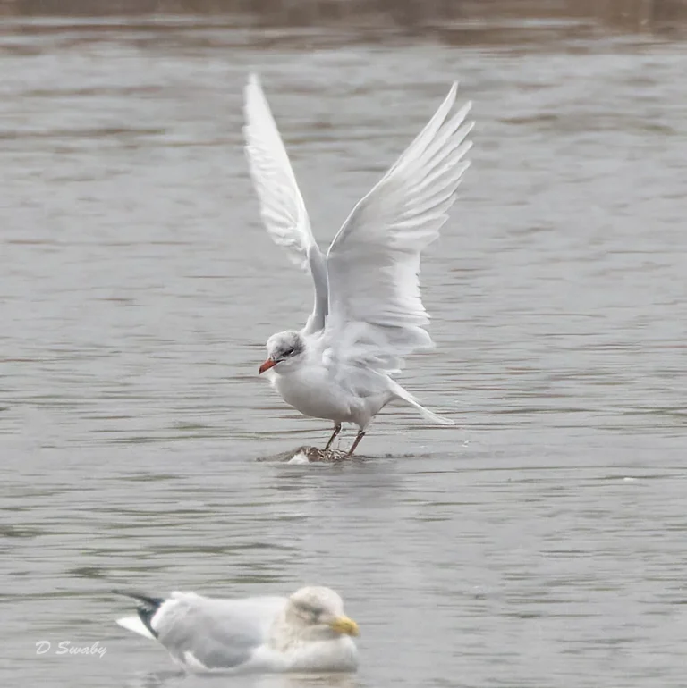 Mediterranean Gull