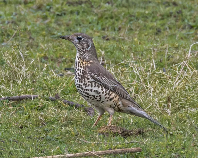 Mistle Thrush