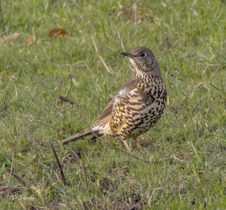 Mistle Thrush