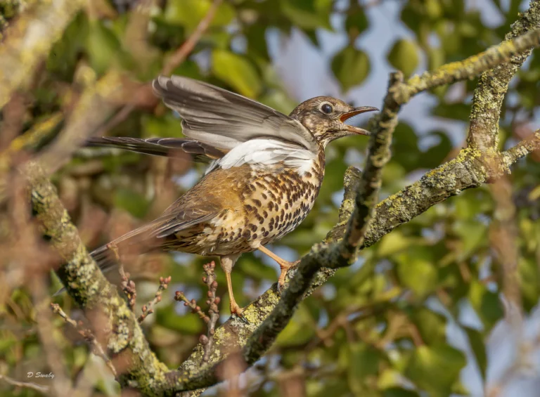 Mistle Thrush