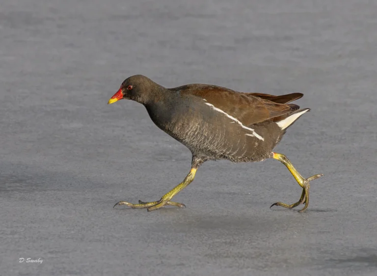 Moorhen