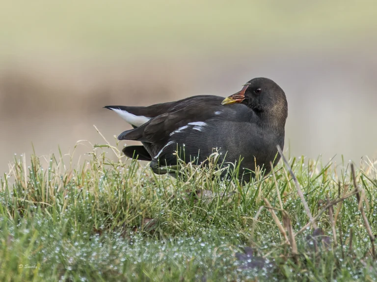 Moorhen