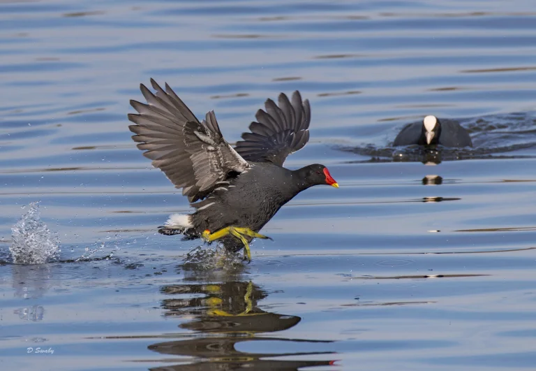 Moorhen