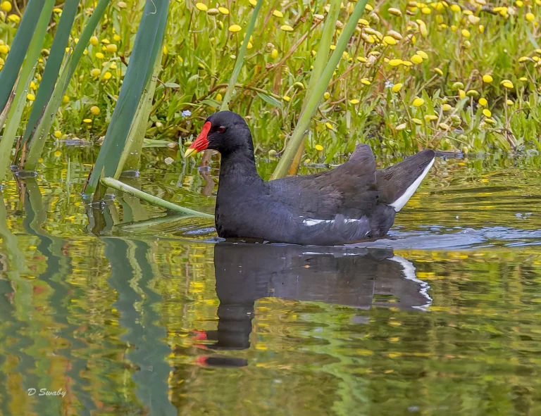 Moorhen