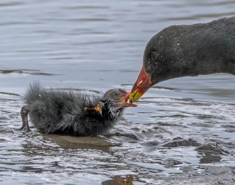 Moorhen