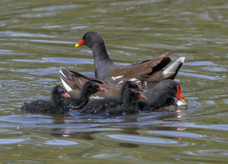 Moorhen with chicks