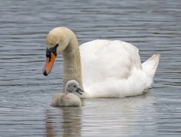 Mute Swan