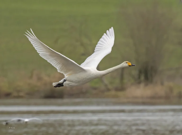 Whooper Swan