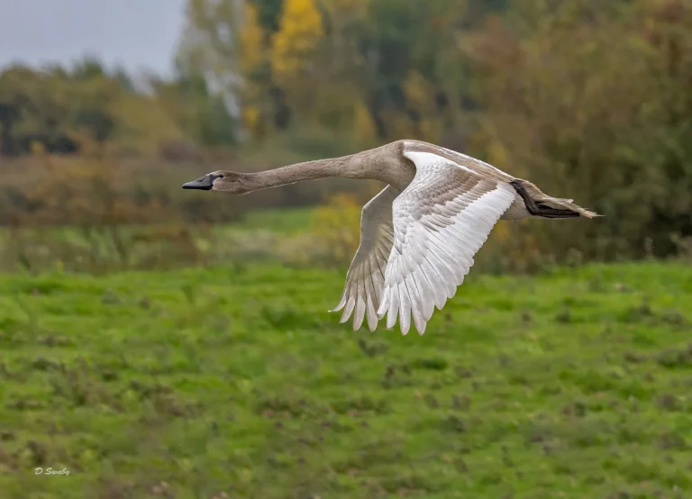 Mute Swan
