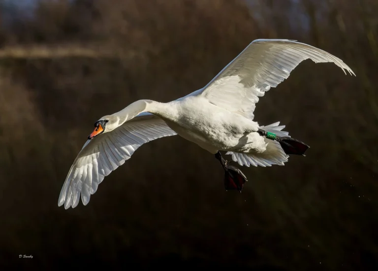 Mute Swan in to land