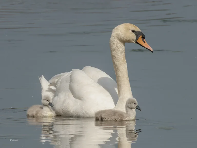 Mute Swan with cygnets