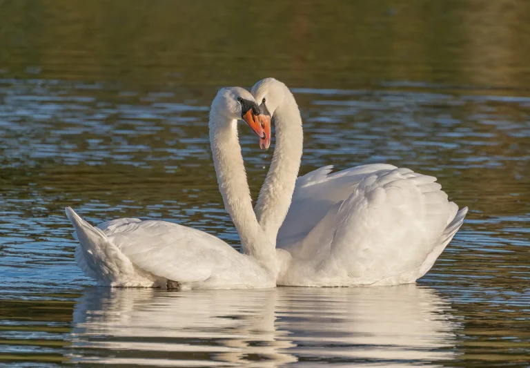 Mute Swans